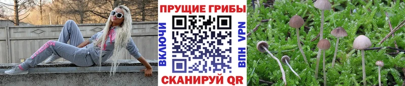 Купить  Выкса  Галлюциногенные грибы MAGIC MUSHROOMS 